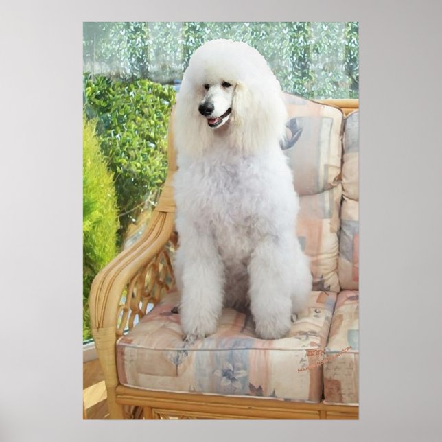 Póster Caniche Blanco (Frente)