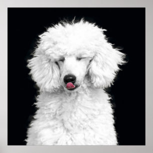Póster Caniche blanco tonto