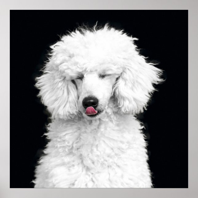 Póster Caniche blanco tonto (Frente)