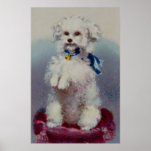 Póster Caniche con la cinta azul