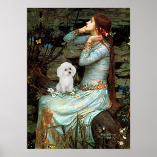 Póster Caniche (Juguete Blanco) - Ofelia Sentada
