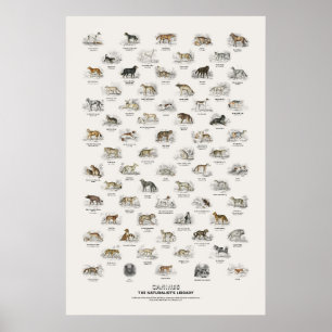 Póster Cánidos - Biblioteca del Naturalista