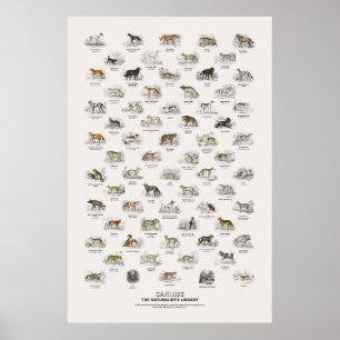 Póster Cánidos - Biblioteca del Naturalista
