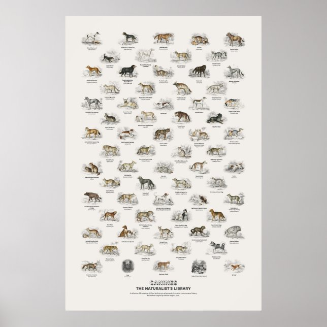 Póster Cánidos - Biblioteca del Naturalista (Frente)