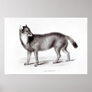 Póster Canis Antarcticus