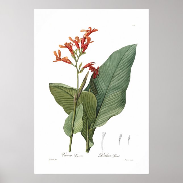 Póster Canna gigante (Frente)