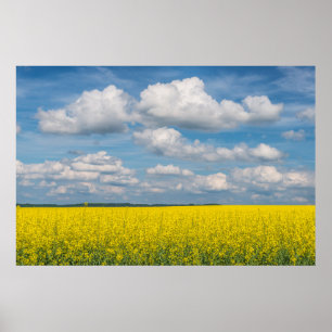 Póster Canola Field & Clouds