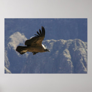 Póster Cañón Colca