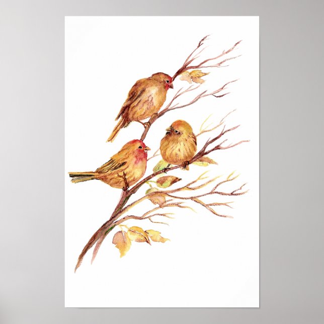 Póster Cañón de canto, pájaro, jardín, naturaleza animal (Frente)