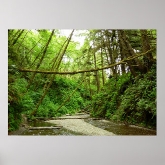 Póster Cañón Fern I en el Parque Nacional Redwood