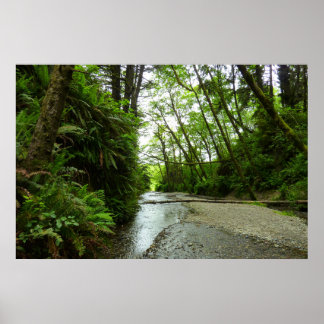 Póster Cañón Fern II en el Parque Nacional Redwood