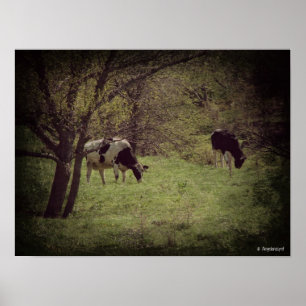 Póster Cañón lechero Kalona
