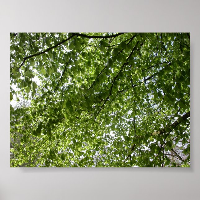 Póster Canopia (Frente)