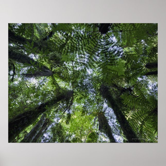 Póster Canopías de la planta de la planta de la vegetació (Frente)