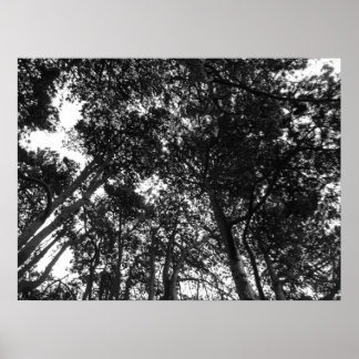 Póster Canopy de árbol, Bute Park, Cardiff