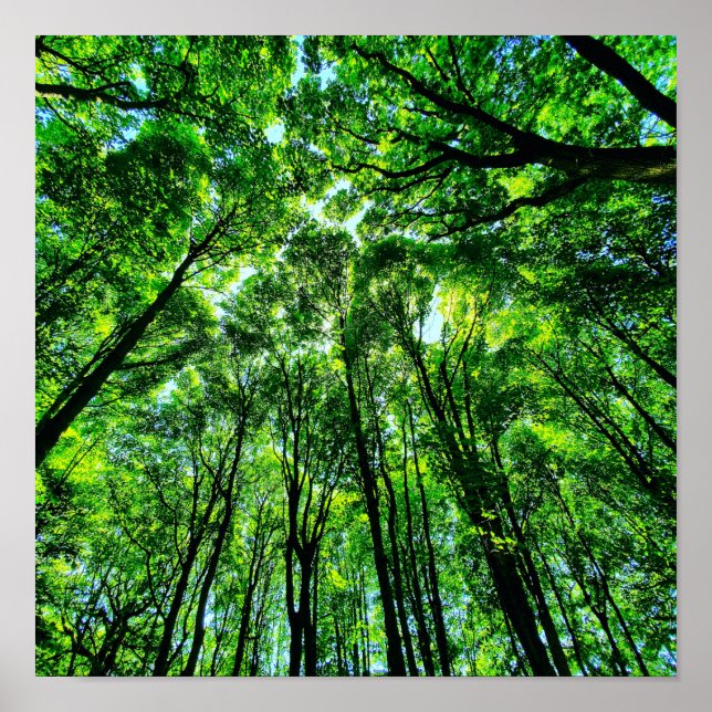 Póster Canopy de árboles (Frente)