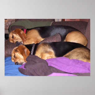 Póster Cansado de perro doble