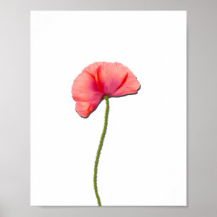 Póster Cantar la flor roja de amapola la simplicidad mini