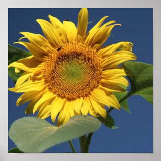 Póster Canto de girasol