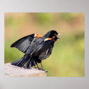 Póster Canto de Red Wingbird