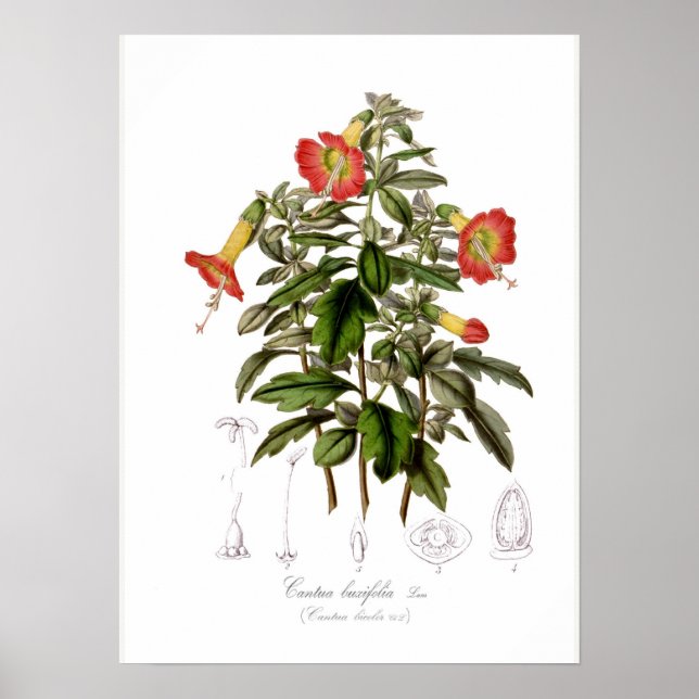Póster Cantua buxifolia (Frente)