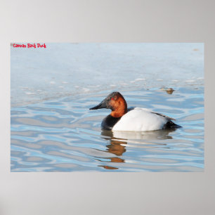Póster Canvas Back Duck
