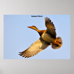 Póster Canvas Back Duck