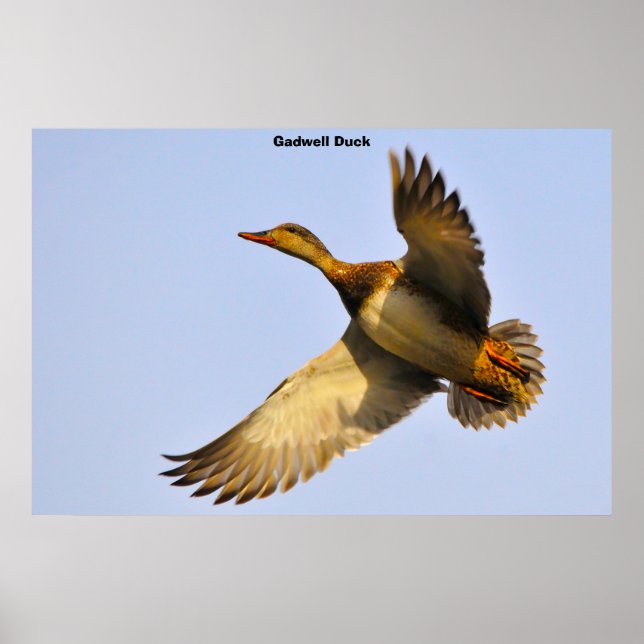 Póster Canvas Back Duck (Frente)