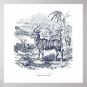 Póster Canvas Bongo Antelope Premium (Gloss)