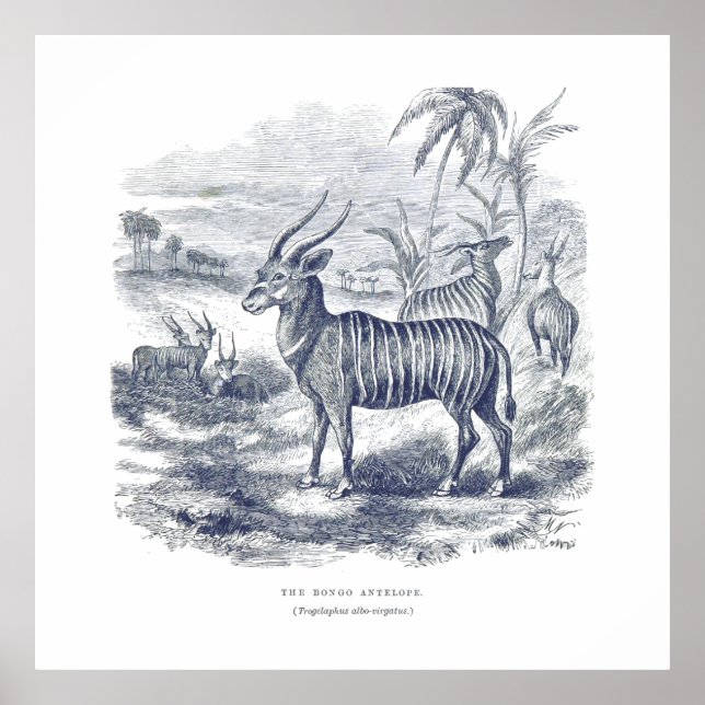 Póster Canvas Bongo Antelope Premium (Gloss) (Frente)