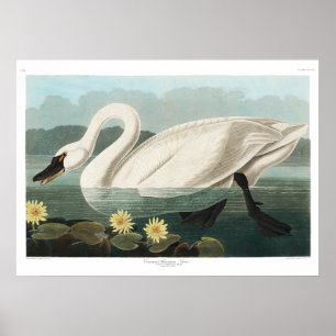 Póster Canvas de cisne comunes