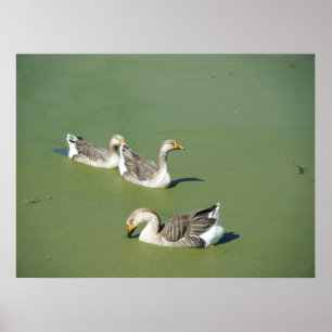 Póster Canvas de los Ducks de Marzo 4_Swamp