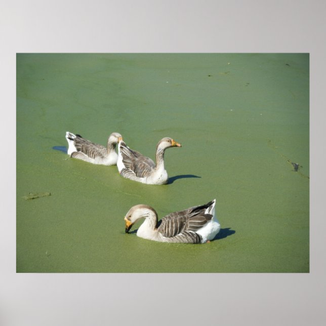 Póster Canvas de los Ducks de Marzo 4_Swamp (Frente)