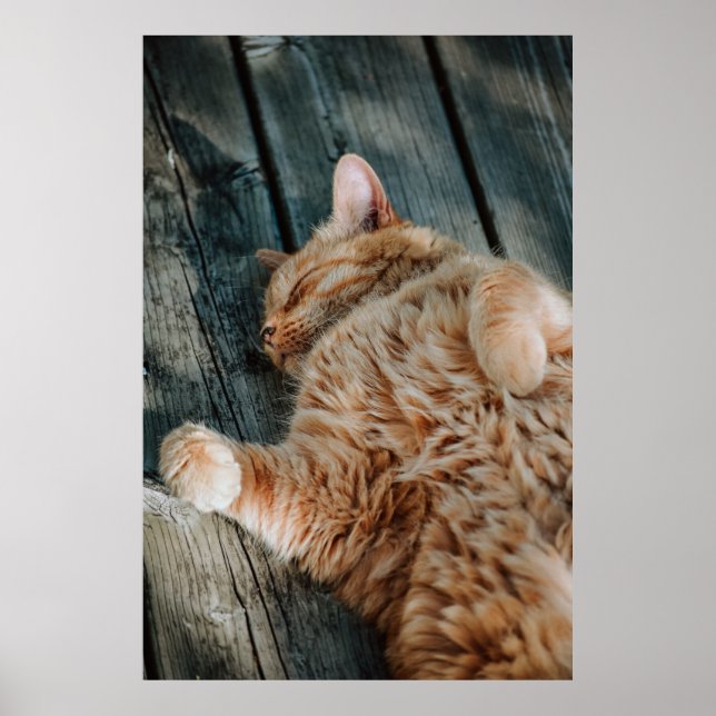 Póster Canvas premium para Poster Cat Nap 11 (brillante) (Frente)