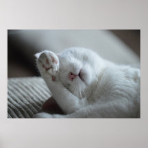 Canvas premium para Poster Cat Nap 6 (brillante)