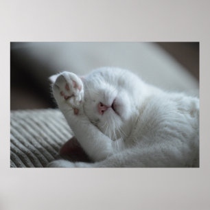 Póster Canvas premium para Poster Cat Nap 6 (brillante)