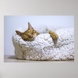 Póster Canvas premium Poster Cat Nap 4 (brillante)
