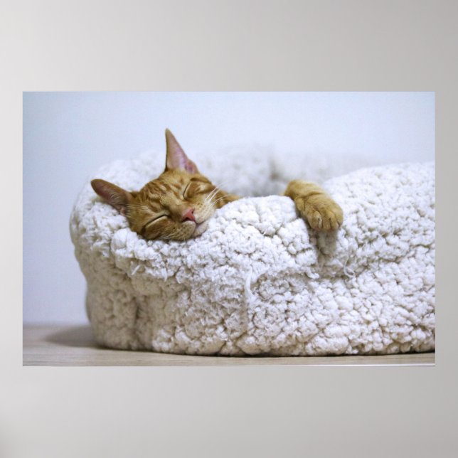Póster Canvas premium Poster Cat Nap 4 (brillante) (Frente)