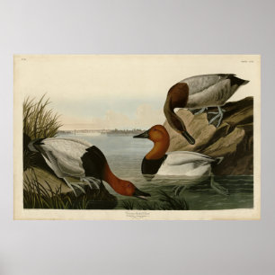Póster Canvas respaldaron el pato de los pájaros de Améri