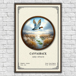 Póster Canvasback Zoology Series Poster