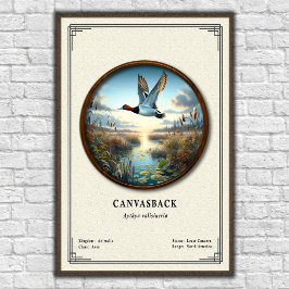 Póster Canvasback Zoology Series Poster