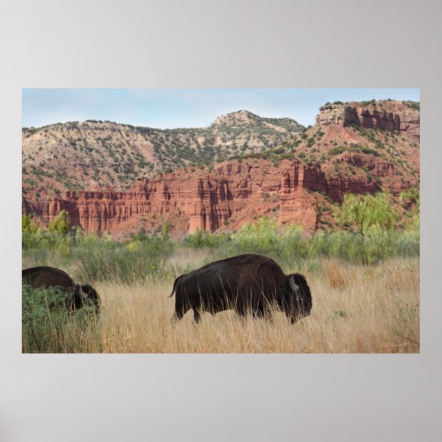 Póster Canyon Buffalo Art Poster -60x40 -otros tamaños ta (Frente)