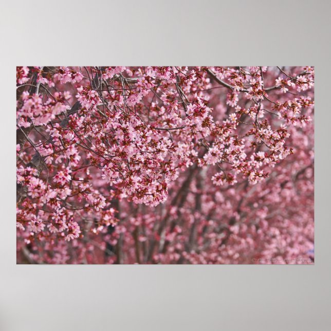 Póster Capas de flores de cerezo japonés rosado (Frente)