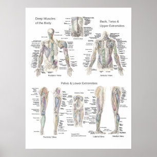 Póster Capas profundas del poster de la anatomía del