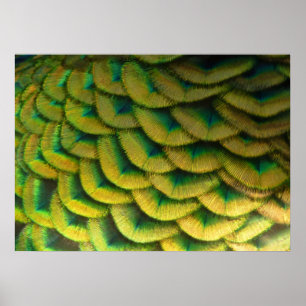 Póster Caperas de pavo real II Naturaleza colorida