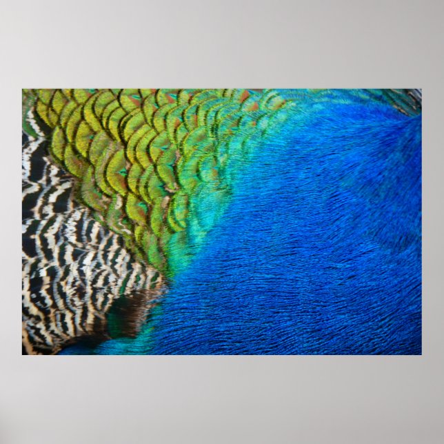 Póster Caperas de pavo real IV Naturaleza colorida abstra (Frente)