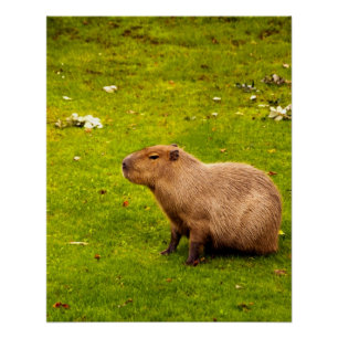 Póster Capibara