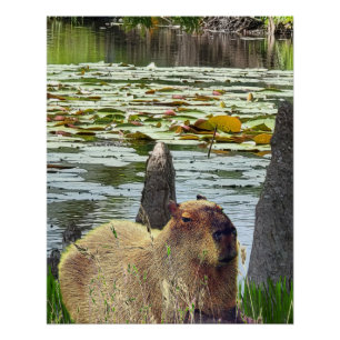 Póster Capibara - Pneumatofitos - Vida silvestre
