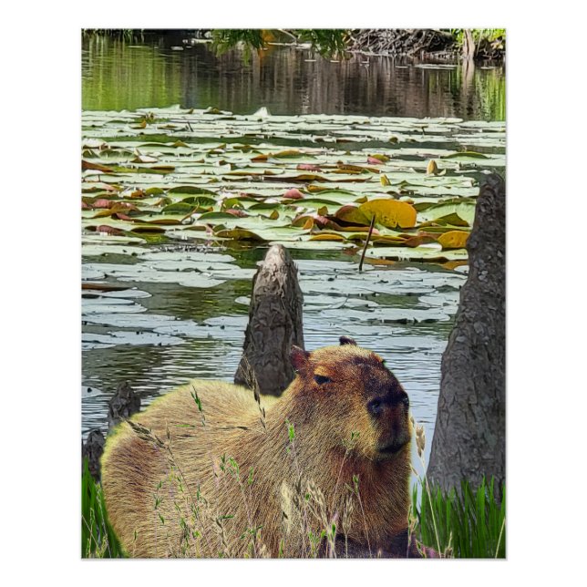Póster Capibara - Pneumatofitos - Vida silvestre (Anverso)