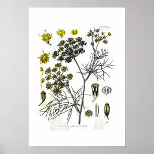 Póster Capillaceum del Foeniculum (hinojo)